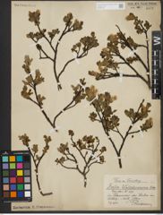 Foto von Salix waldsteiniana Willd.